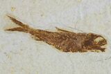 Plate of Two Fossil Fish (Knightia) - Wyoming #295608-3